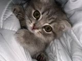 Scottish Fold 3 Aylık