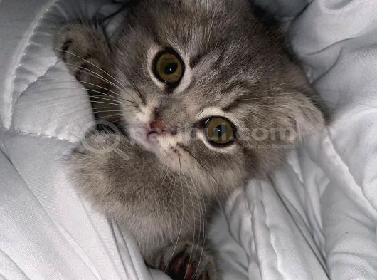 Scottish Fold 3 Aylık görsel