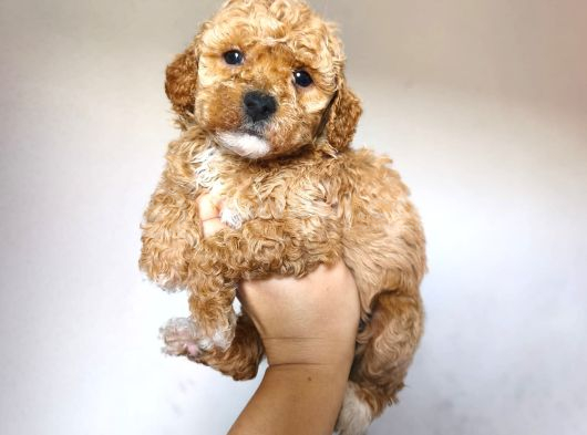 MALTİPOO CİNSİ YAVRULAR EV ÜRETİMİ