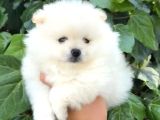 Pomerri̇an Boo Sevi̇mli̇ Yavrular