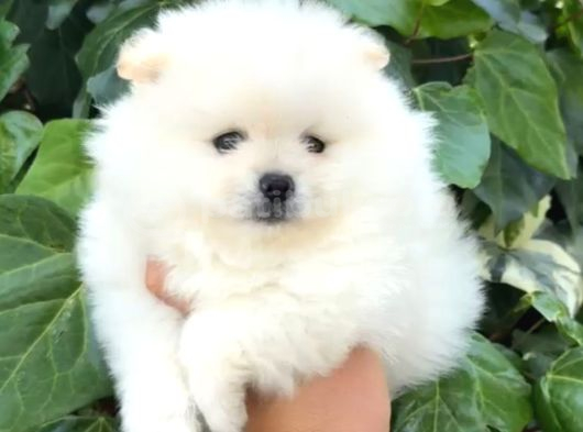 Pomerri̇an Boo Sevi̇mli̇ Yavrular görsel