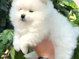 Pomerri̇an Boo Sevi̇mli̇ Yavrular