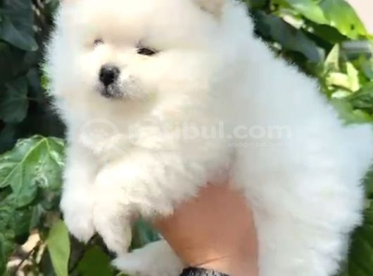 Pomerri̇an Boo Sevi̇mli̇ Yavrular görsel