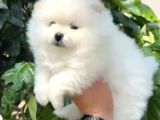 Pomerri̇an Boo Sevi̇mli̇ Yavrular