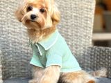 Toy Poodle Sevi̇mli̇ Yavrular Ev Üreti̇mi̇