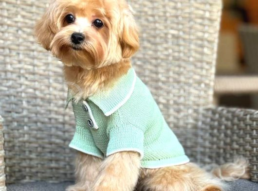 Toy Poodle Sevi̇mli̇ Yavrular Ev Üreti̇mi̇ görsel