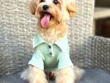 Toy Poodle Sevi̇mli̇ Yavrular Ev Üreti̇mi̇