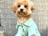 TOY POODLE SEVİMLİ YAVRULAR EV ÜRETİMİ