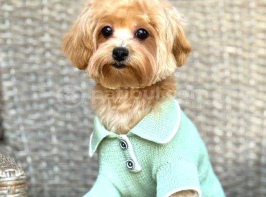 Toy Poodle Sevi̇mli̇ Yavrular Ev Üreti̇mi̇