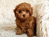 TOY POODLE SEVİMLİ YAVRULAR EV ÜRETİMİ