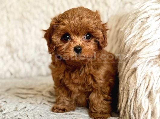 Toy Poodle Sevi̇mli̇ Yavrular Ev Üreti̇mi̇