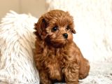 Toy Poodle Sevi̇mli̇ Yavrular Ev Üreti̇mi̇