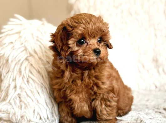 Toy Poodle Sevi̇mli̇ Yavrular Ev Üreti̇mi̇ görsel