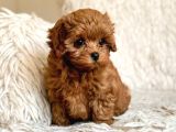 Toy Poodle Sevi̇mli̇ Yavrular Ev Üreti̇mi̇