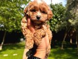 KIPKIRMIZI RED TOY POODLE SEVİMLİ YAVRULAR
