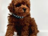 Orjinal Toy Boy Poodle Sağlıklı Bebekler