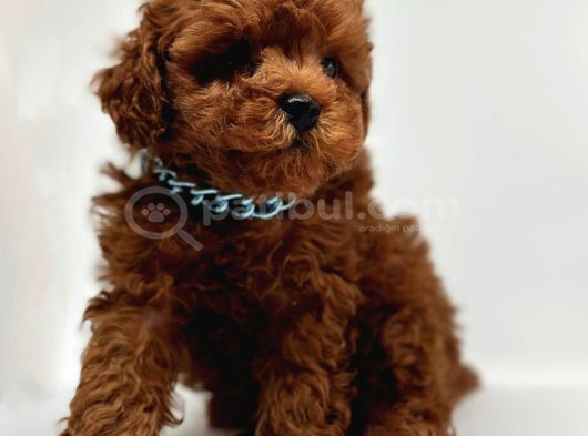 Orjinal Toy Boy Poodle Sağlıklı Bebekler görsel