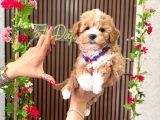 Orjinal Maltipoo Yavru
