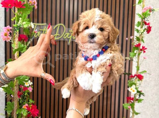 Orjinal Maltipoo Yavru görsel