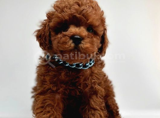 Orjinal Toy Boy Poodle Sağlıklı Bebekler görsel
