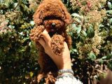 Orjinal kore en küçük poodle