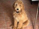 Dev Poodlelar