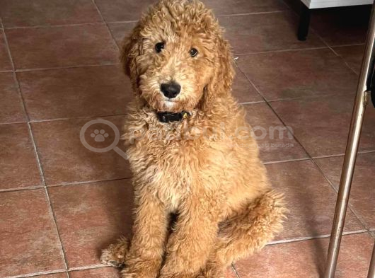 Dev Poodlelar görsel