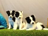 Border Collie Yavrularımız