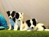 Border Collie Yavrularımız