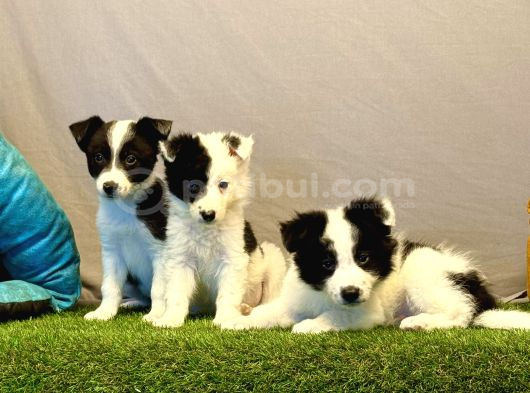 Border Collie Yavrularımız görsel