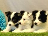 Border Collie Yavrularımız
