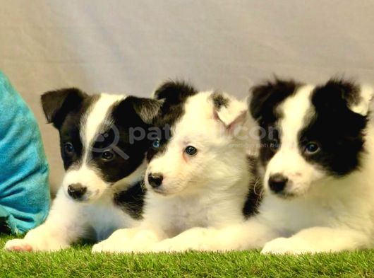 Border Collie Yavrularımız