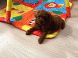 Ev Ortamında Aşılı Redbrown Kore Toypoodle