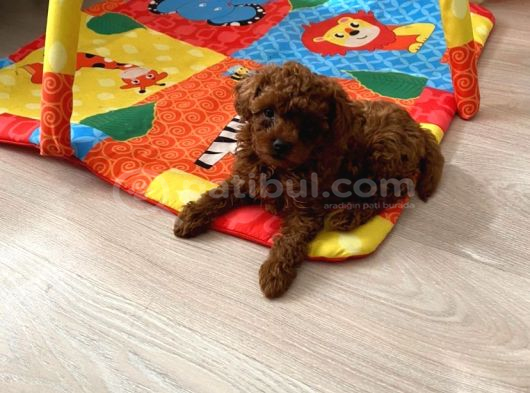 Ev Ortamında Aşılı Redbrown Kore Toypoodle görsel