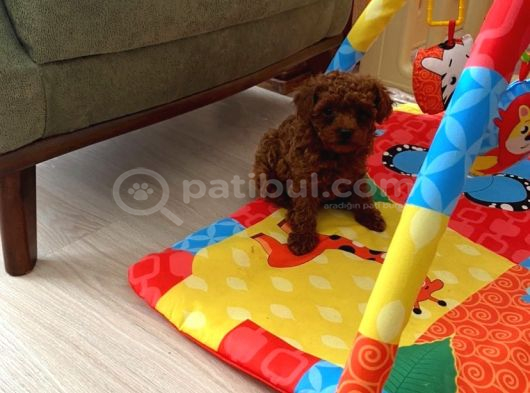 Ev Ortamında Aşılı Redbrown Kore Toypoodle görsel