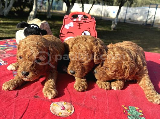 Mi̇nyatürler görsel