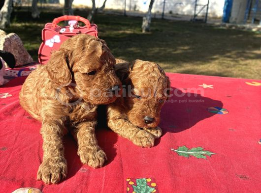 Mi̇nyatürler görsel