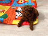 Ev ortamında aşılı redbrown kore toypoodle