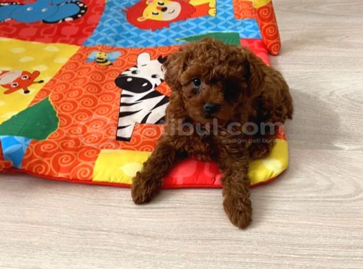 Ev Ortamında Aşılı Redbrown Kore Toypoodle