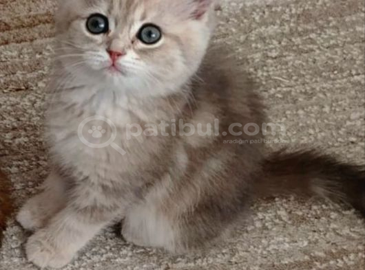 Muhteşem Güzellikteki Yavrularımız görsel