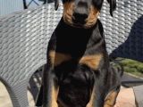 King Doberman Yavrusu