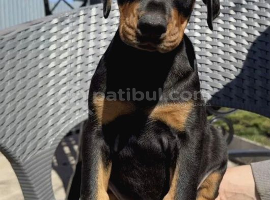 King Doberman Yavrusu görsel