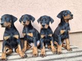 King doberman yavrusu