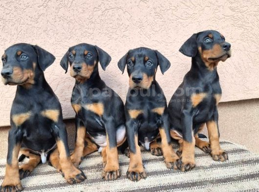 King Doberman Yavrusu