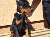 King Doberman Yavrusu
