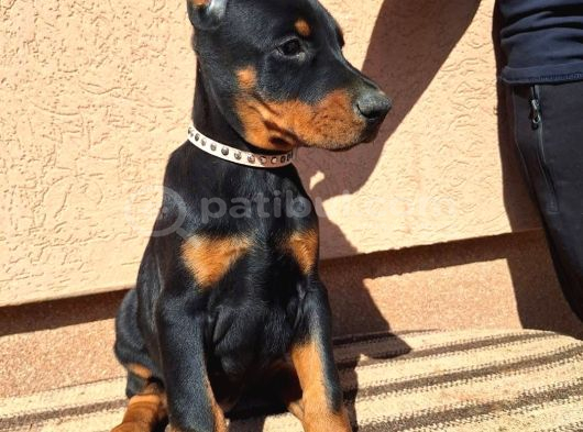 King Doberman Yavrusu görsel