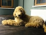 Dev poodlelar