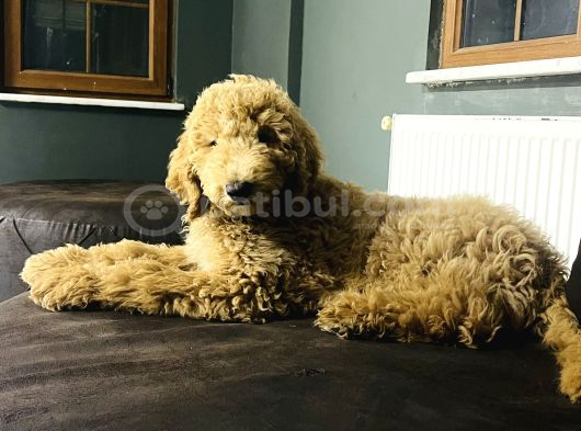Dev Poodlelar