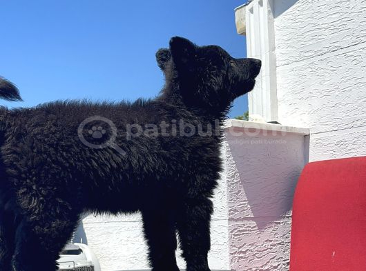 Orjinal Görsellere Ait Solid Black Kurt görsel