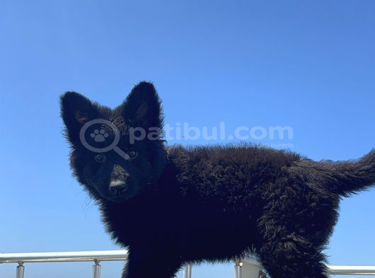 Orjinal Görsellere Ait Solid Black Kurt